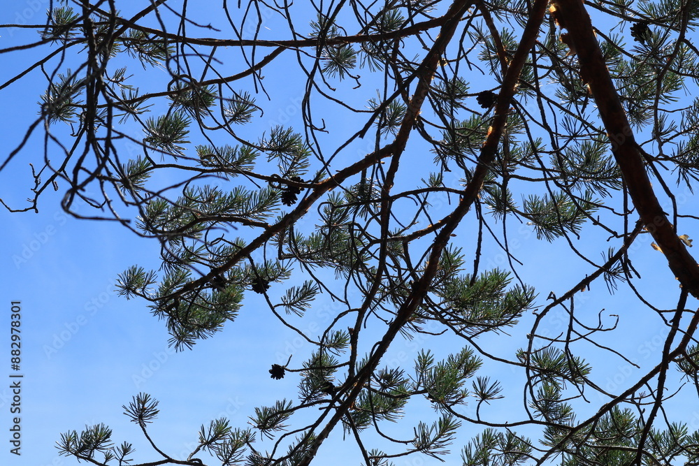 Obraz premium Pine branch. Blue sky as background. Summer of 2024. Ekenäs, Finland.