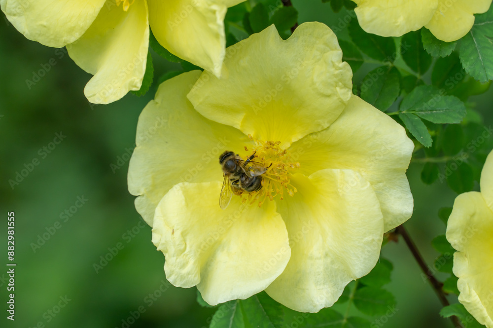 Striped bee collects pollen on bush rosa hugonis. Insect and yellow flower. Floral background of delicate flower golden rose china. Honey bee collects nectar on blossom. Wildlife animal and plant. Striped bee collects pollen on bush rosa hugonis. Insect and yellow flower. Floral background of delicate flower golden rose china. Honey bee collects nectar on blossom. Wildlife animal and plant.
