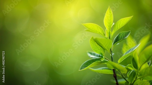 Tender Green Leaves of a Young Plant with a Sunlit Blurred Background. Generative AI