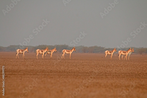 The Indian wild ass in the desert photo