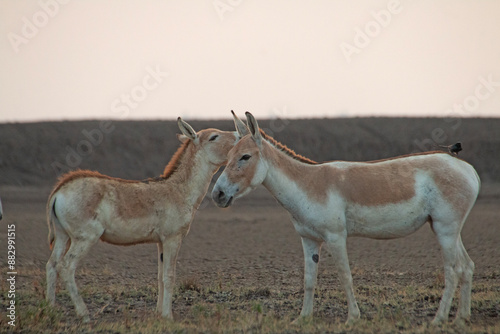 Indian Wildass in the desert photo