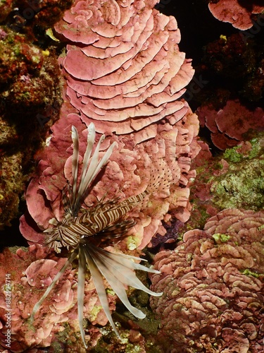 red peyssonnelia underwater with a lionfish mediterranean scenery