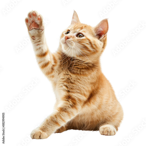 cat say hi raise hand up cut out