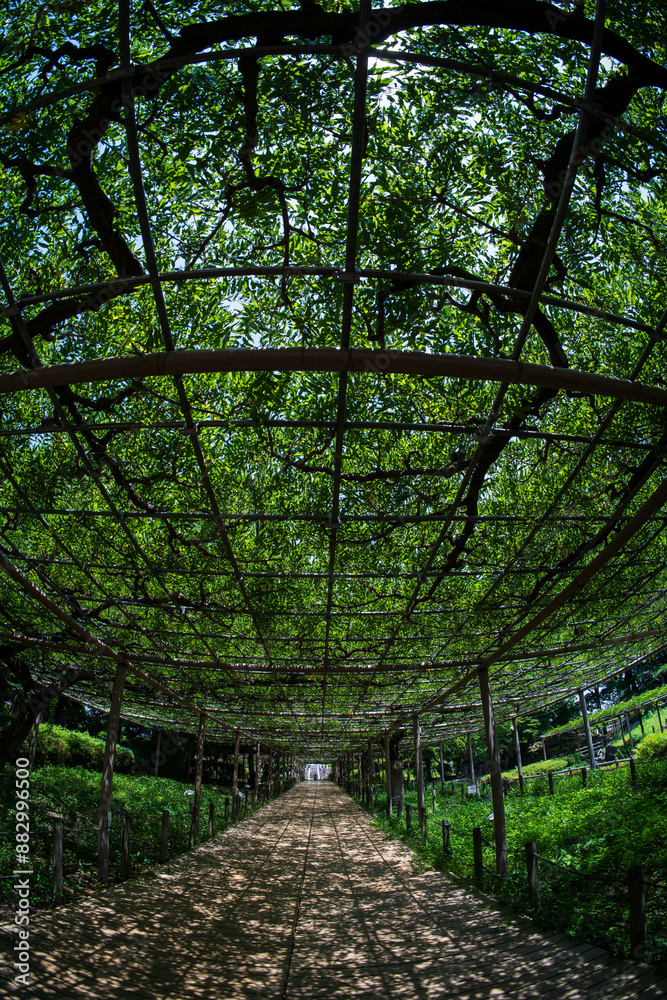 Naklejka premium 暑い日差しの中で日陰を作る藤棚の道