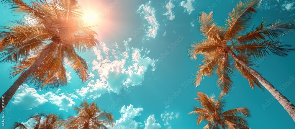 Tropical Paradise: Palm Trees and a Bright Blue Sky Tropical Paradise: Palm Trees and a Bright Blue Sky