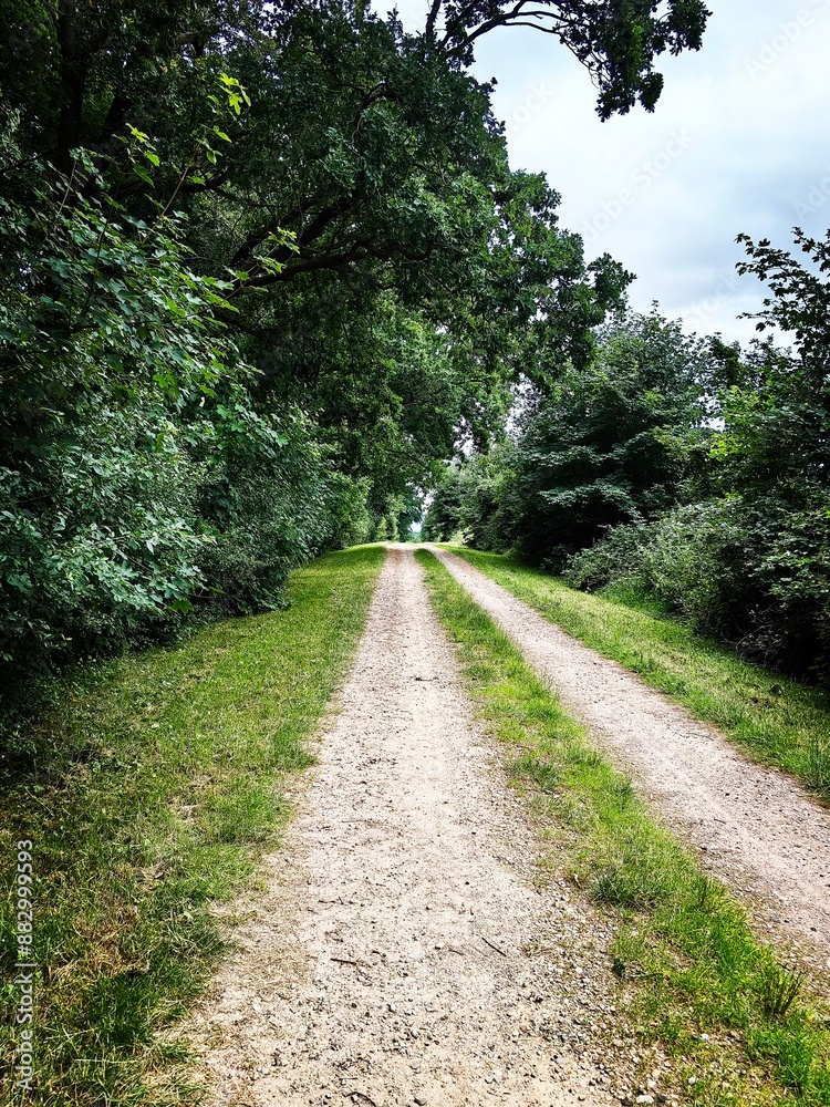 Fototapeta premium path in the park