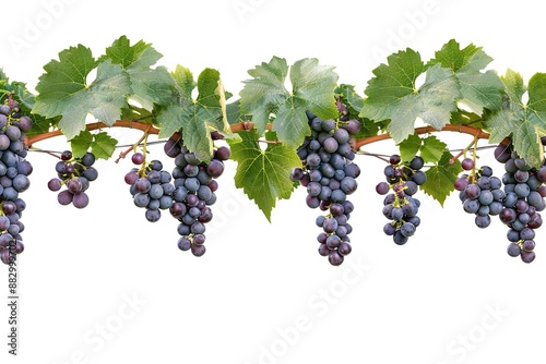 Black grape on cane vine with leafe. Isolated
 photo