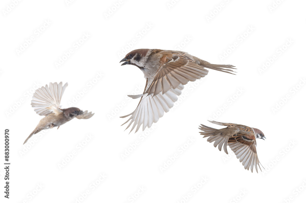 Obraz premium flying sparrows isolated on white background