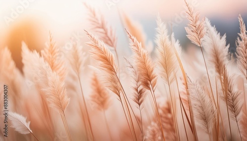 Decorative grasses, wallpapers in autumn pastel colors with space for text