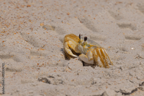 An Atlantic ghost crab on the beach. 
