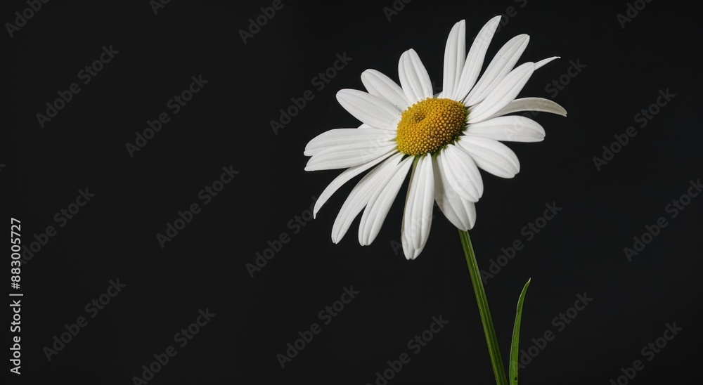 Obraz premium Single White Daisy Against a Black Background
