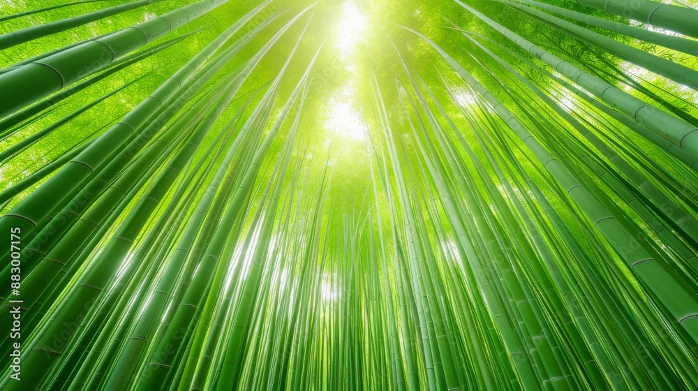 Obraz premium Sunlight filters through lush, towering green bamboo stalks, creating a serene and vibrant canopy in a peaceful forest setting.