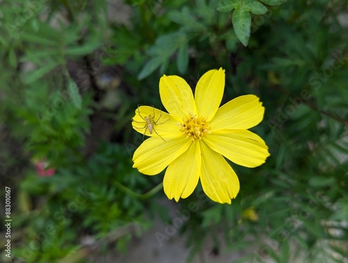 Flower , yellow flower