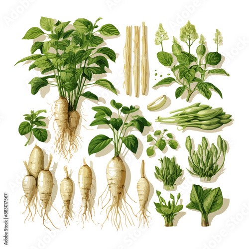 Watercolor Parsnips Roots and Leaves Vector Set. Agricultural Food Collection, herbs and spices