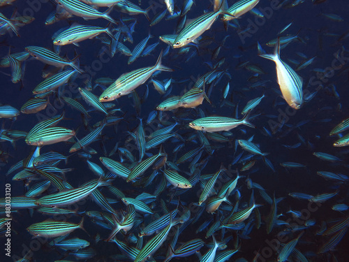 A school of Striated fusilier Caesio striata                             photo