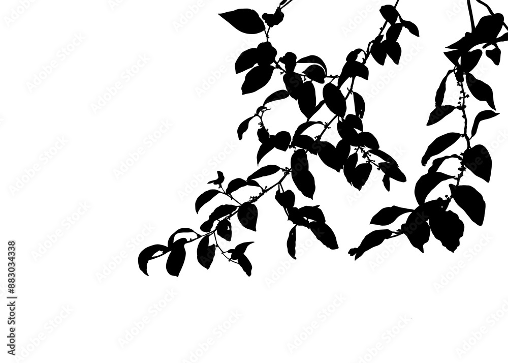 Jujube branches tree silhouette and leaves, The design is black ink. The shadows of the tree branches hung gracefully from above. Jujube branches tree silhouette and leaves, The design is black ink. The shadows of the tree branches hung gracefully from above.