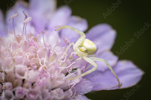 Commong crab spider (Misumena vatia) on a purple flower, Belgium photo