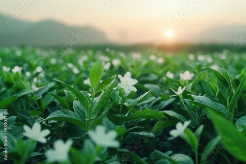 Peaceful Sunrise Over Field of Delicate White Flowers, A Calm Morning with a Gentle Start to the Day, Nature Photography, Serenity, Tranquility, Beautiful Scenery