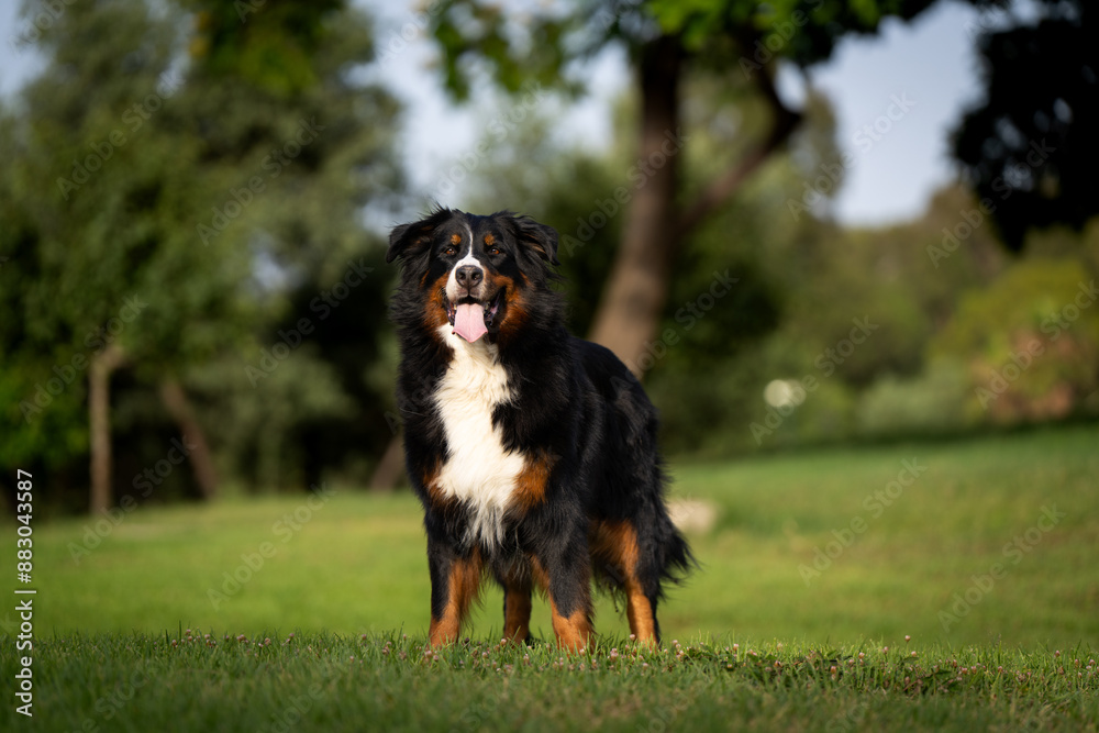 Bernese Mountain Dog portrait, golden hour, happy dog Bernese Mountain Dog portrait, golden hour, happy dog