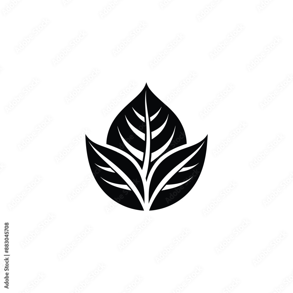 leaf isolated on white leaf isolated on white