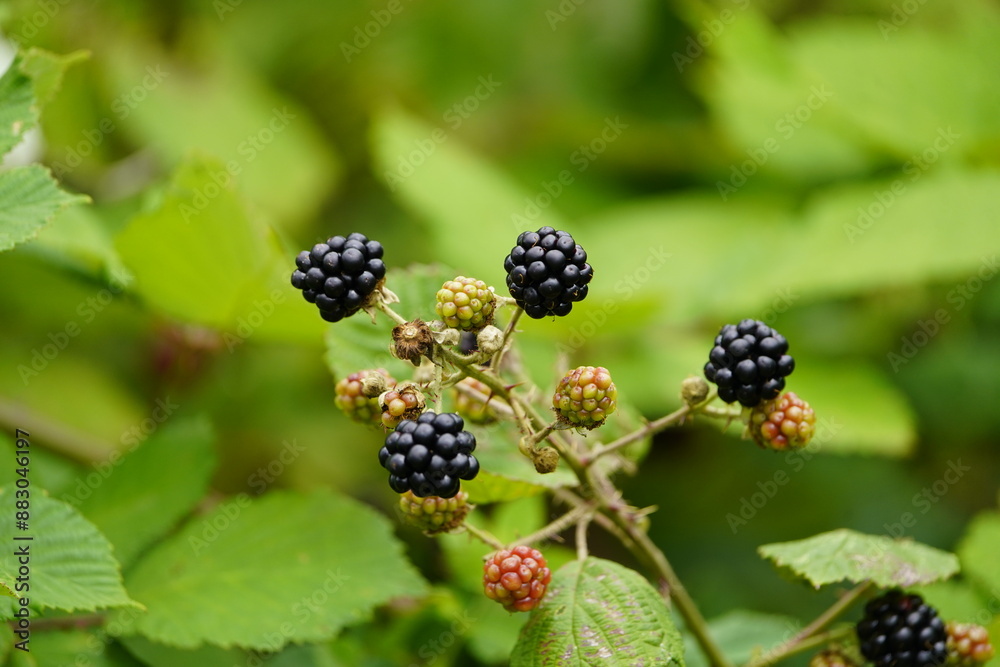 Ripe and unripe blackberries (Rubus sectio Rubus) Rosaceae family, on thorny bushes. Hanover, Germany. Ripe and unripe blackberries (Rubus sectio Rubus) Rosaceae family, on thorny bushes. Hanover, Germany.