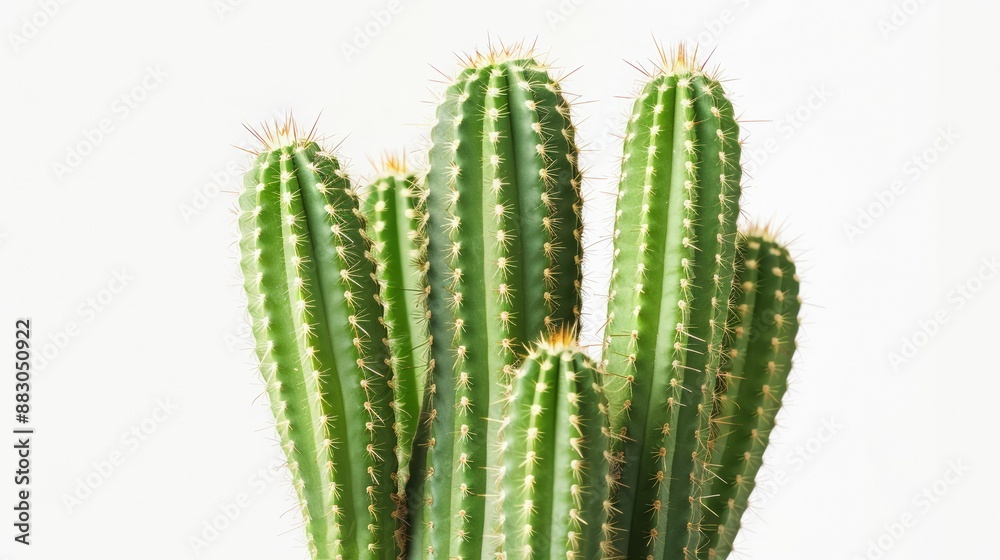 Desert elegance Beautiful big green cactus stands tall on white background.jpeg Desert elegance Beautiful big green cactus stands tall on white background.jpeg