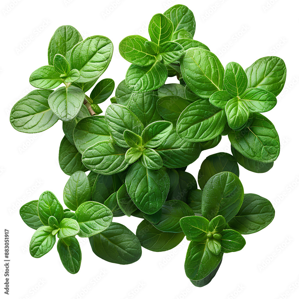 Thyme PNG. Thyme herb top view png. herb of thyme with leaves flat lay isolated. Aromatic herb used for cooking and flavouring isolated. aromatic thyme PNG
