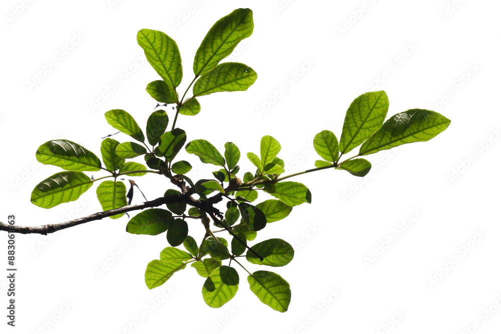 Green tree branch isolated on white background Green tree branch isolated on white background