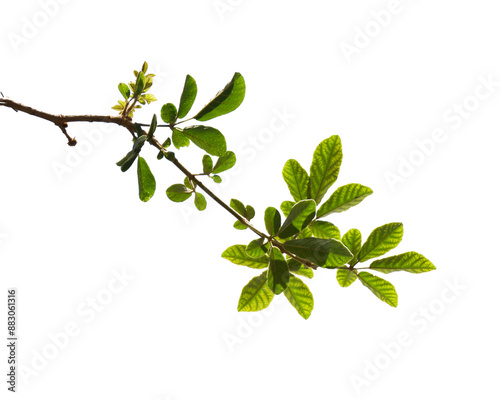 Green tree branch isolated on white background