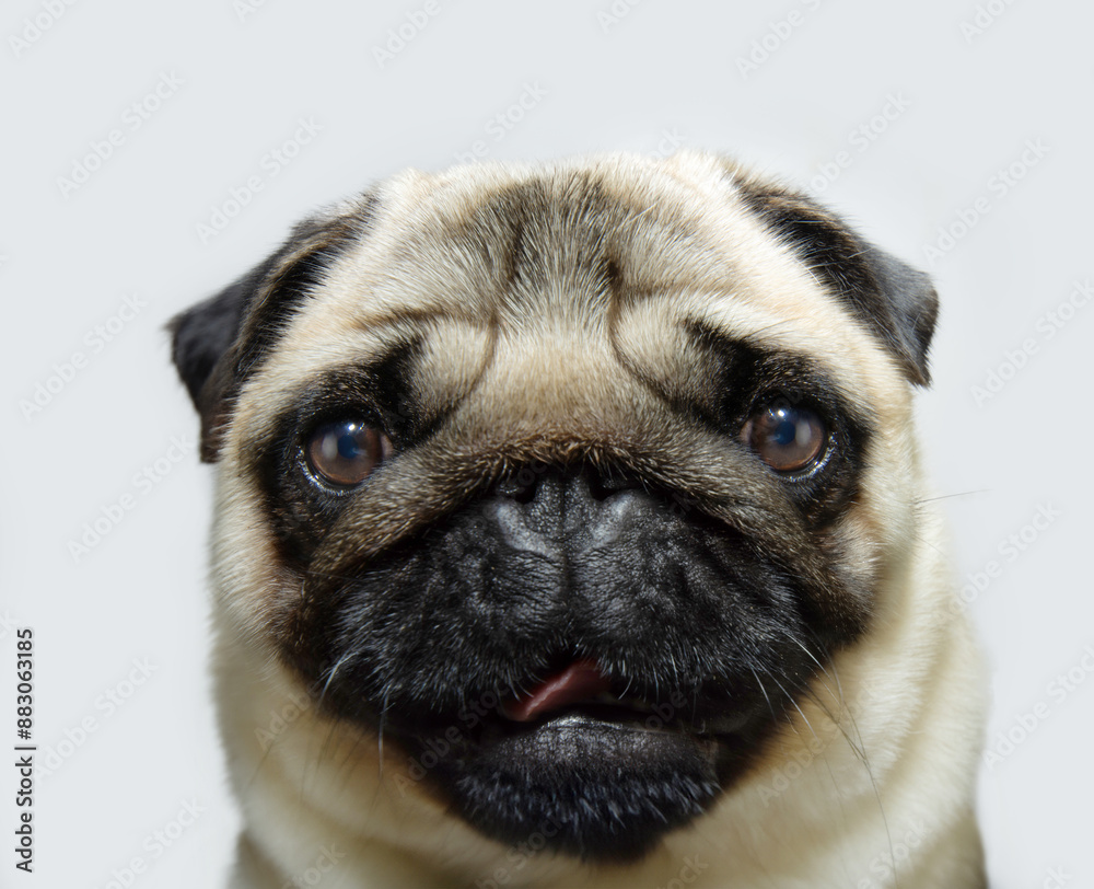 Portrait young and attentive pug puppy dog. Isolated on white background Portrait young and attentive pug puppy dog. Isolated on white background