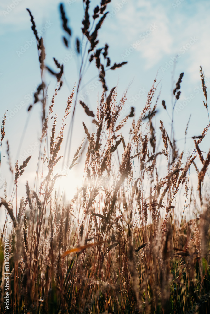 Seeing the sunset through the grass. Seeing the sunset through the grass.