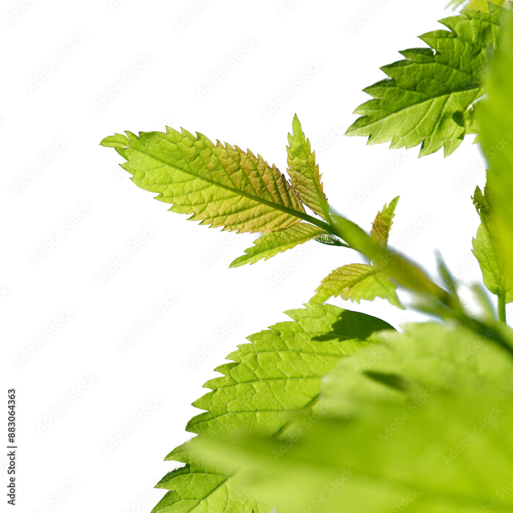 Green tree branch isolated on white background Green tree branch isolated on white background