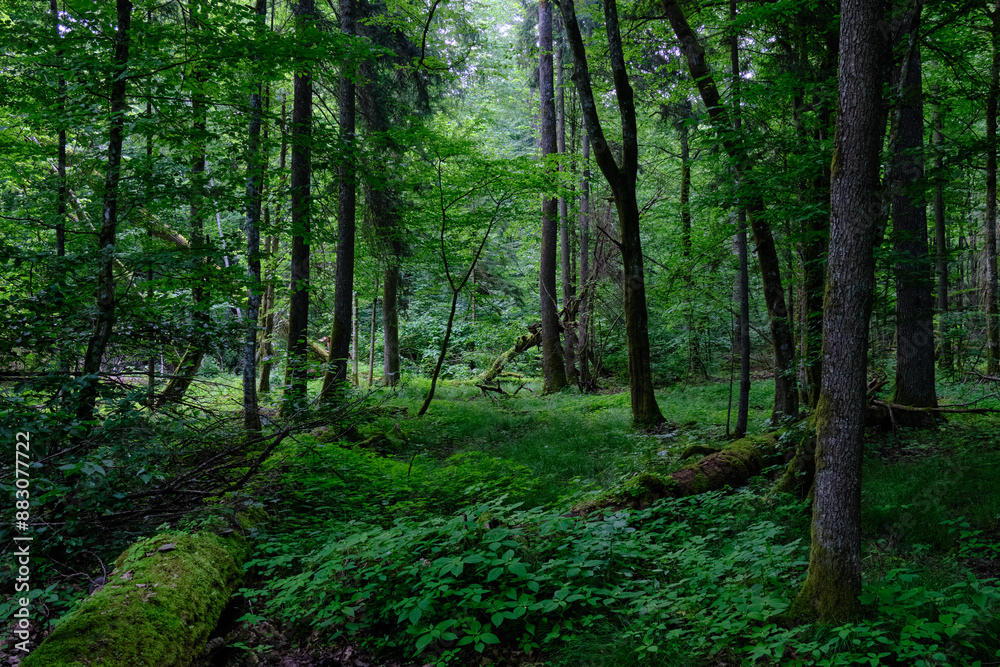 Springtime deciduous stand with old trees