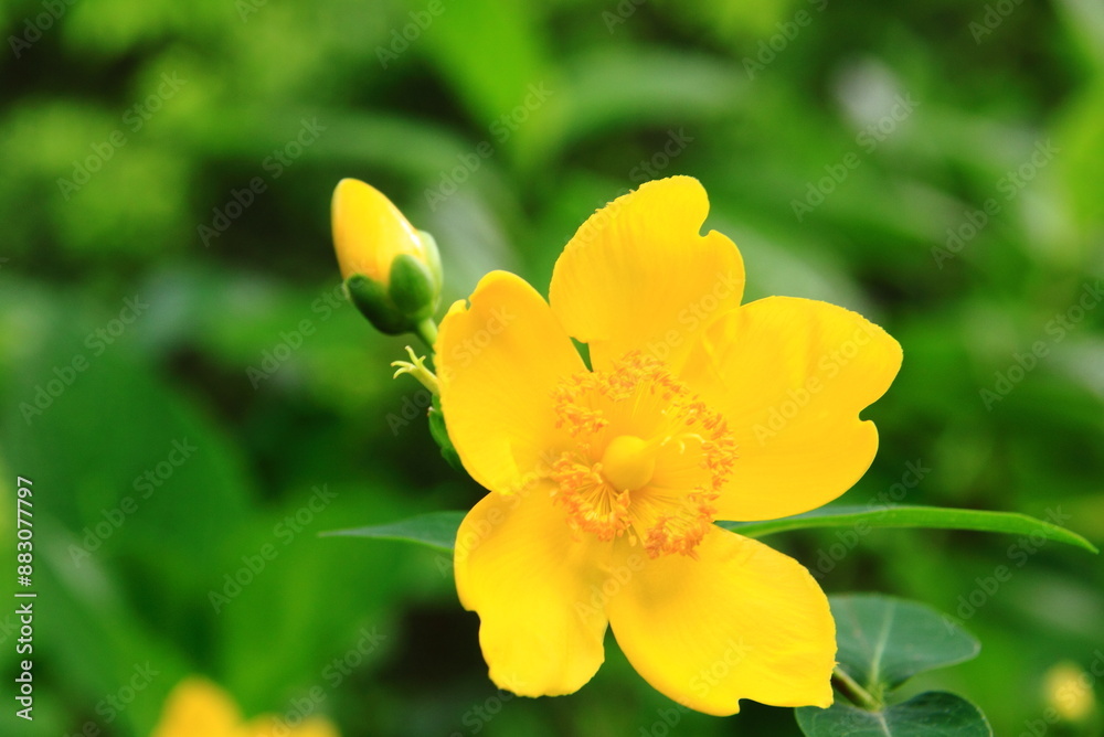 A vibrant yellow flower in full bloom, surrounded by green leaves and budding flowers, capturing the essence of a garden in nature. A vibrant yellow flower in full bloom, surrounded by green leaves and budding flowers, capturing the essence of a garden in nature.