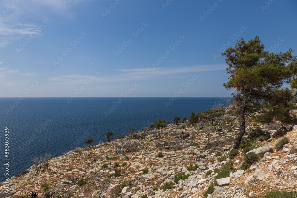 Seaside landscape with burnt trees after fire. Alyki area Thassos island Greece. Trees are already turning green in places. Seaside landscape with burnt trees after fire. Alyki area Thassos island Greece. Trees are already turning green in places.