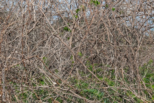 Dead tree for background image