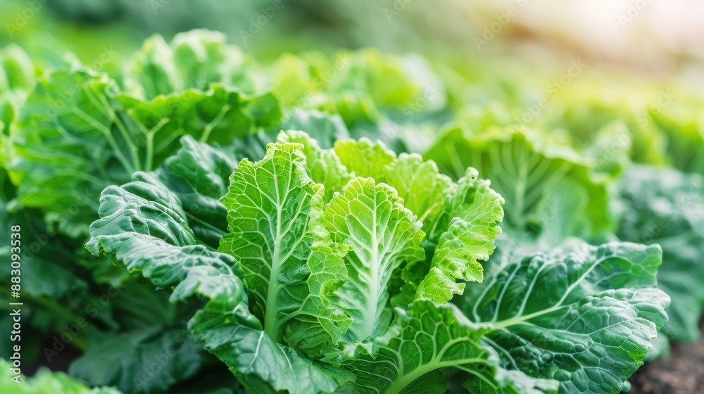 Close-up of fresh green kale leaves in a garden.. Close-up of fresh green kale leaves in a garden..