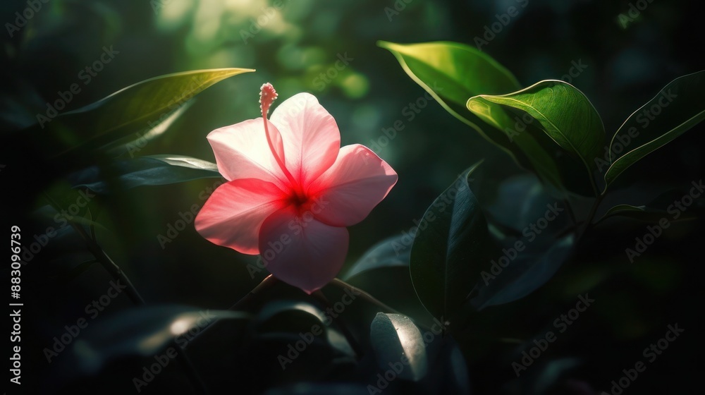 Pink hibiscus flower in bloom with green leaves and sunlight Pink hibiscus flower in bloom with green leaves and sunlight