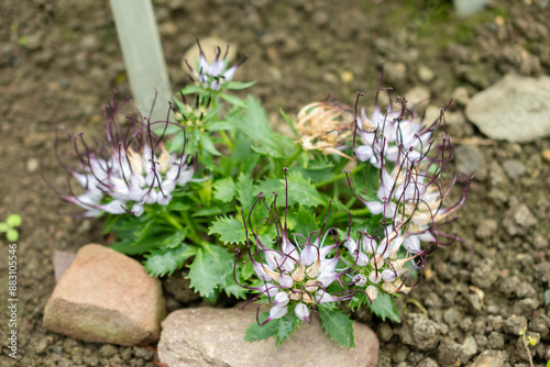 Tufted horned rampion or Physoplexis Comosa plant in Saint Gallen in Switzerland photo