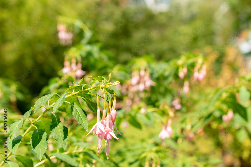 Hummingbird fuchsia whiteknights pearl or Fuchsia Magellanica plant in Saint Gallen in Switzerland Hummingbird fuchsia whiteknights pearl or Fuchsia Magellanica plant in Saint Gallen in Switzerland