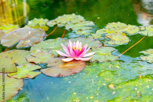 Laydekeri Purpurata nymphaea water rose in Saint Gallen in Switzerland photo