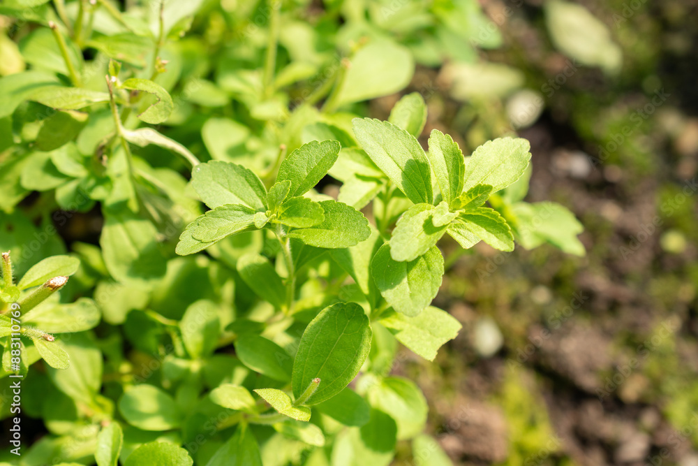 Candyleaf or Stevia Rebaudiana plant in Saint Gallen in Switzerland Candyleaf or Stevia Rebaudiana plant in Saint Gallen in Switzerland