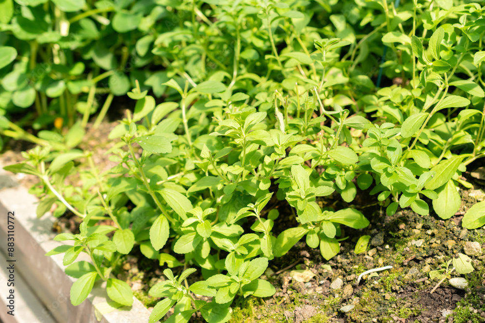 Candyleaf or Stevia Rebaudiana plant in Saint Gallen in Switzerland Candyleaf or Stevia Rebaudiana plant in Saint Gallen in Switzerland