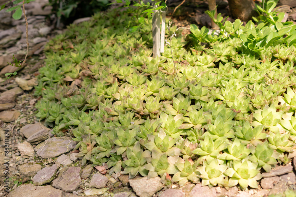 Haworthia Cymbiformis plant in Saint Gallen in Switzerland Haworthia Cymbiformis plant in Saint Gallen in Switzerland