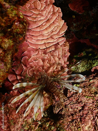 red peyssonnelia underwater with a lionfish mediterranean scenery