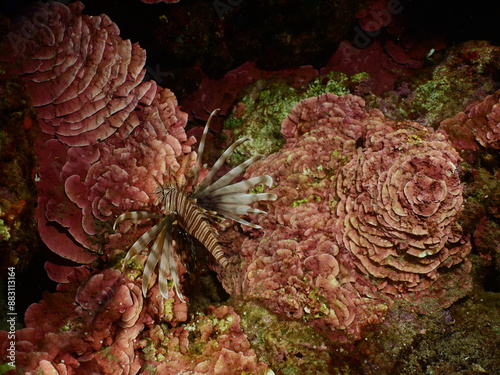 red peyssonnelia underwater with a lionfish mediterranean scenery