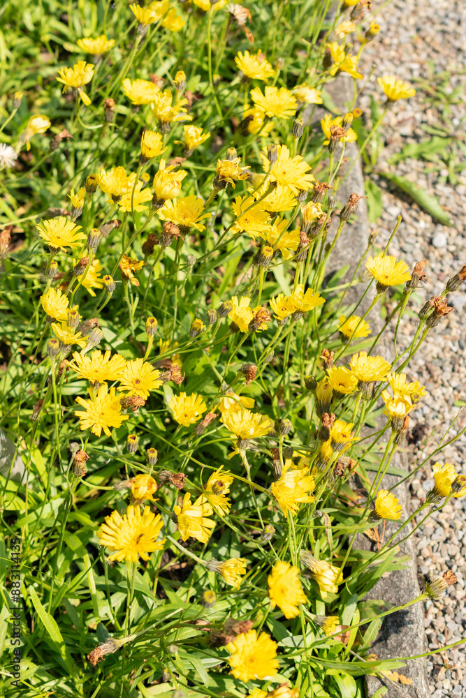 Hawkweed or Hieracium Staticifolium plant in Saint Gallen in Switzerland Hawkweed or Hieracium Staticifolium plant in Saint Gallen in Switzerland