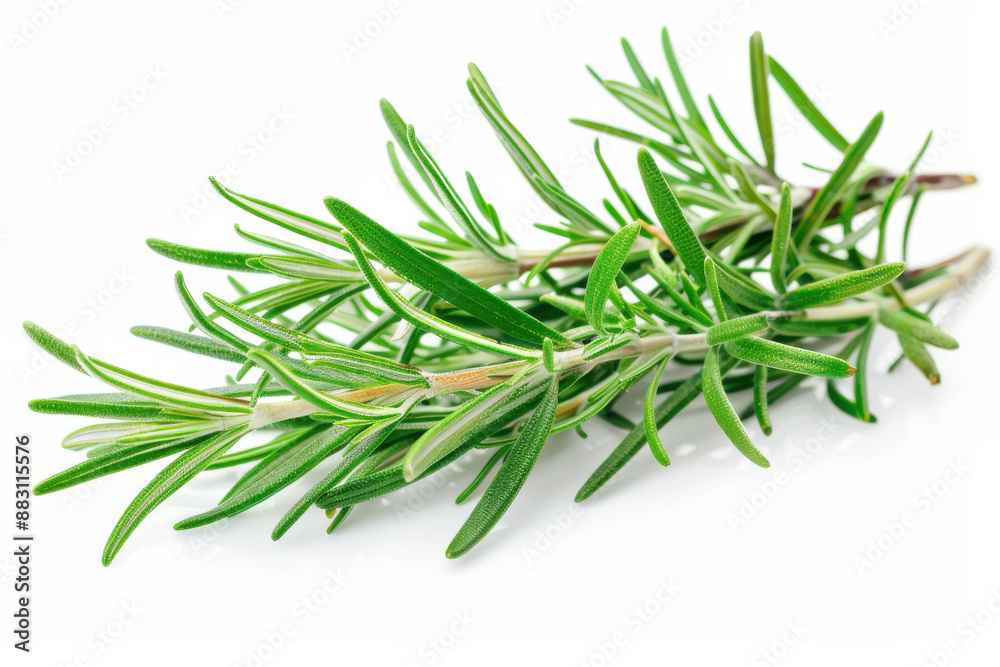close up horizontal detailed image of rosemary twig over a white neutral background close up horizontal detailed image of rosemary twig over a white neutral background