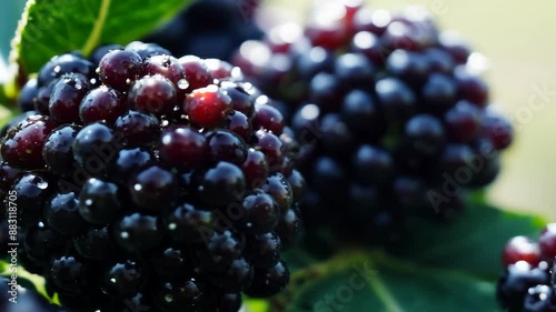Wallpaper Mural Fresh dew-covered blackberries in natural light Torontodigital.ca