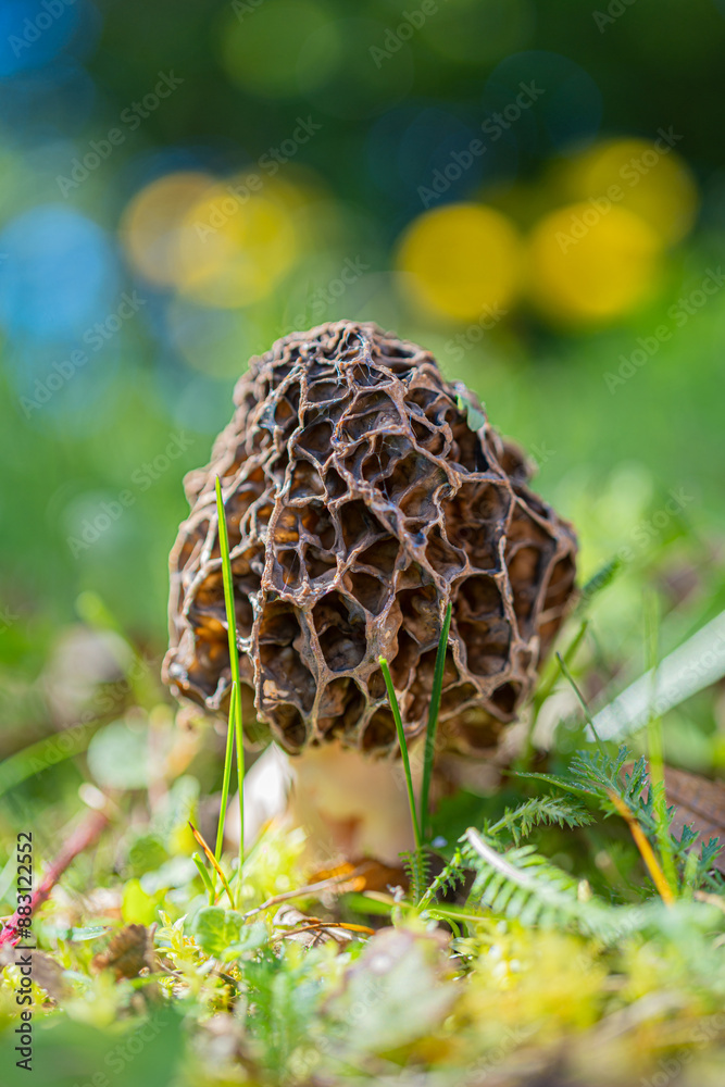 Speisemorchel Rund-Morchel (Morchella esculenta) Speisemorchel Rund-Morchel (Morchella esculenta)